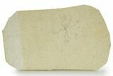 Floating Crinoid (Saccocoma) Fossil - Solnhofen Limestone #377274-1